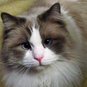 Meet your Posher, Joanie